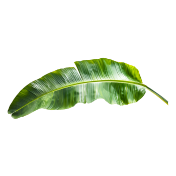 Banana Leaves