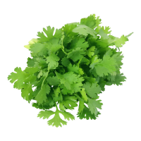 Cilantro Leaves