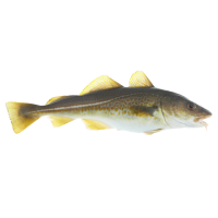 Codfish Bulljaw