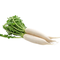 Daikon Radish