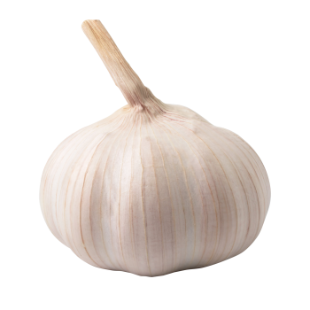 Garlic Bulb