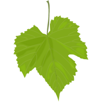 Grape Leaves, raw