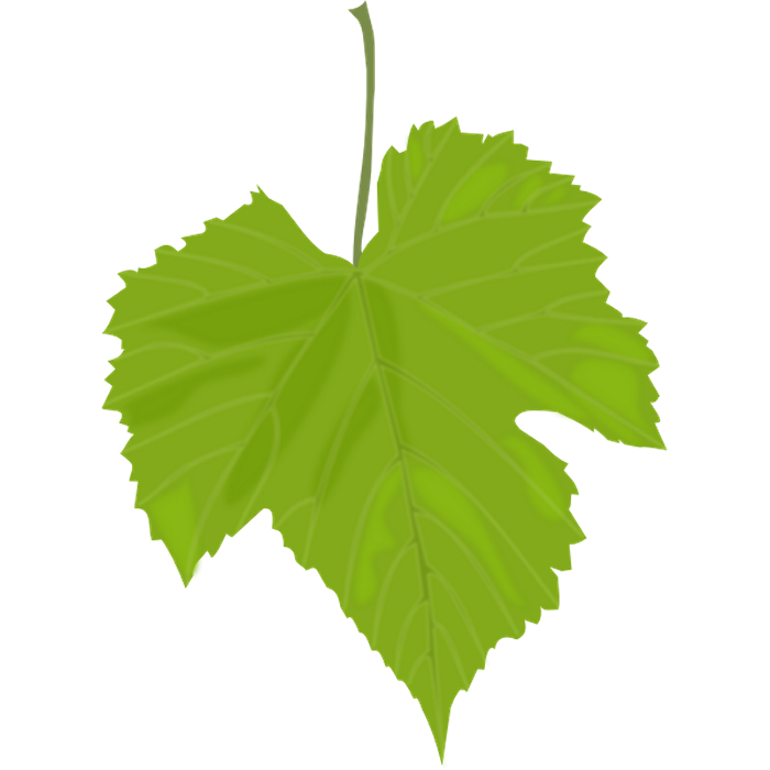 Grape Leaves, raw