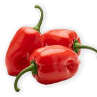Habanero Pepper