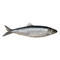 icon for Herring
