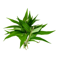 Hot Mint