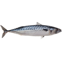 icon for Mackerel