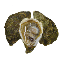 Oysters