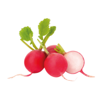 Radish