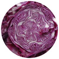 Red Cabbage