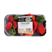 Scotch Bonnet Chili