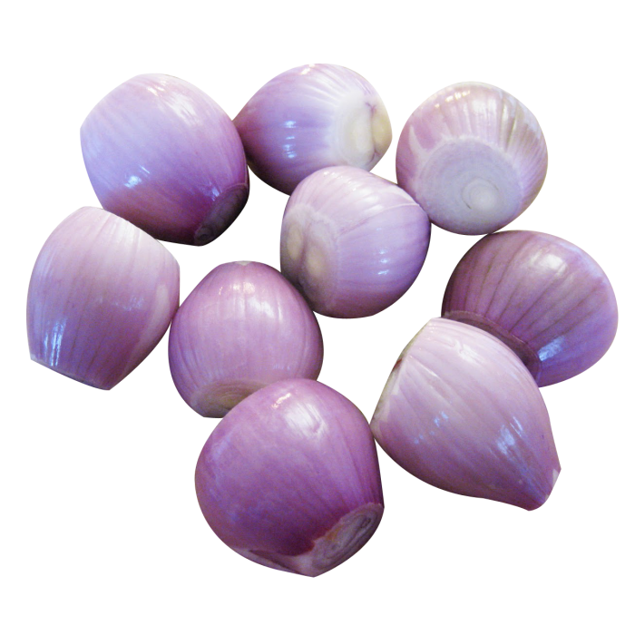Shallot