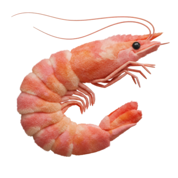 Shrimp