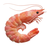 Shrimp