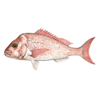 Snapper Fish