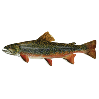 Trout