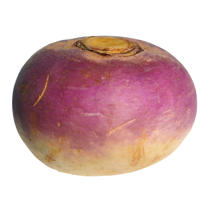 Prairie Turnips, Boiled (northern plains indians)