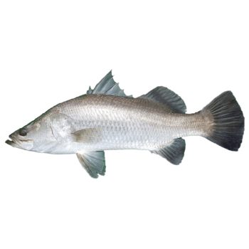 barramundi