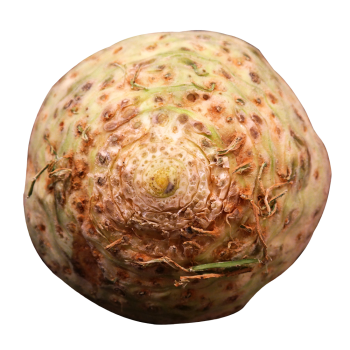 Celeriac medium picture