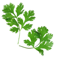 cilantro
