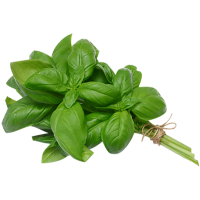 fresh basil