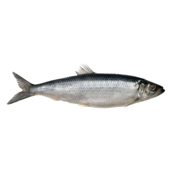 Herring medium picture