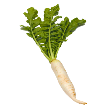 Horseradish medium picture