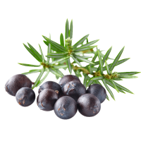 Juniper berries