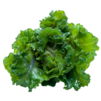 Kale medium picture