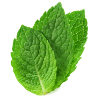 Mint leaves