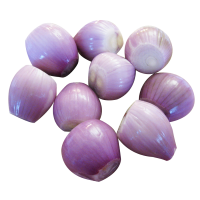 Shallot